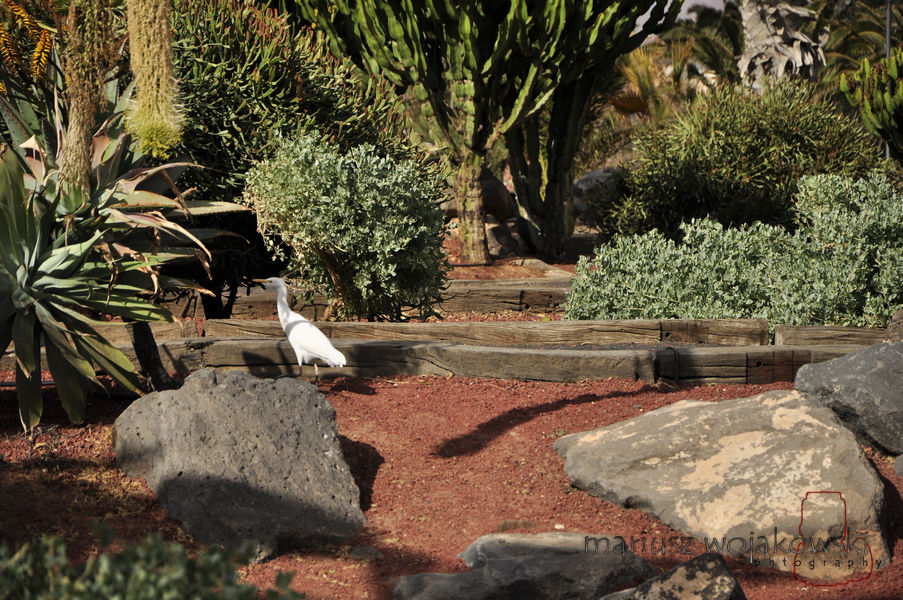 lanzarotte w lutym park a w parku..ptak:)