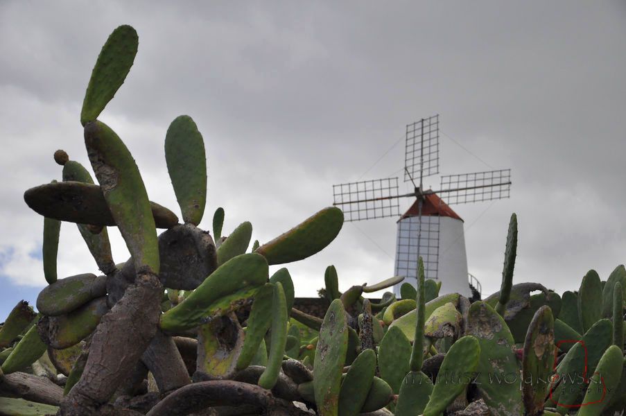 lanzarotte w lutym wiatrak przy Jardin Cactus