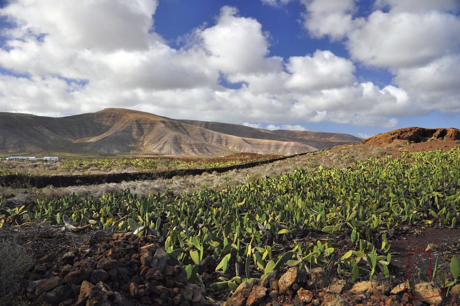 lanzarotte w lutym "hołdy" i opuncje