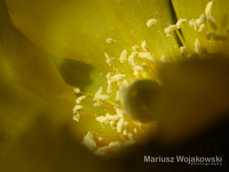 a u mnie zakwitła opuncja....