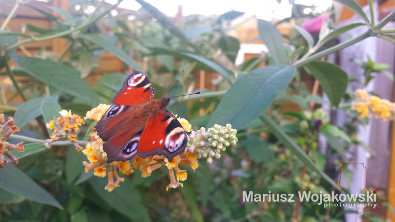 w ogródku dalej letnio i przyjemnie....