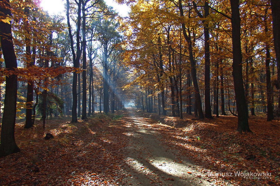 mt_gallery: jesienna jazda