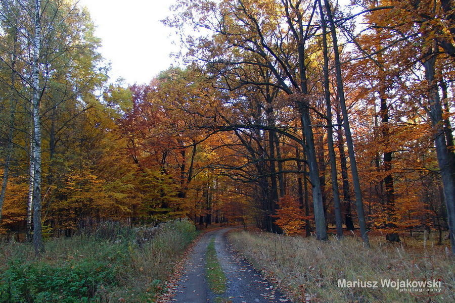 złotaaa jesień nasza