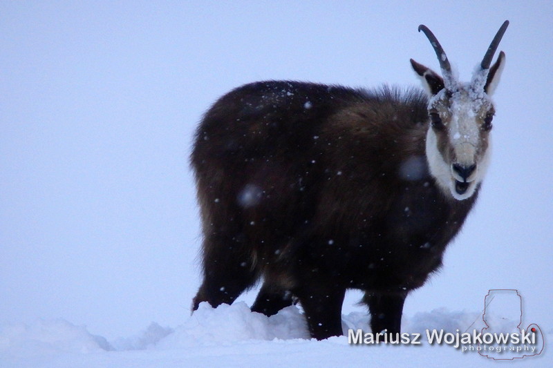 mt_gallery: "upolowana" kozica przy szlaku