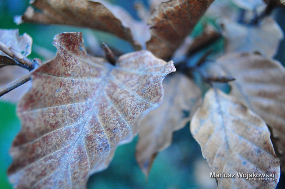 grzebiąc w lustrach...