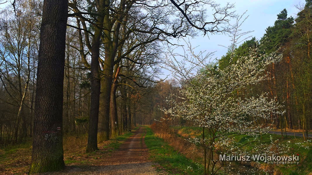 2016 poranne paprocany09