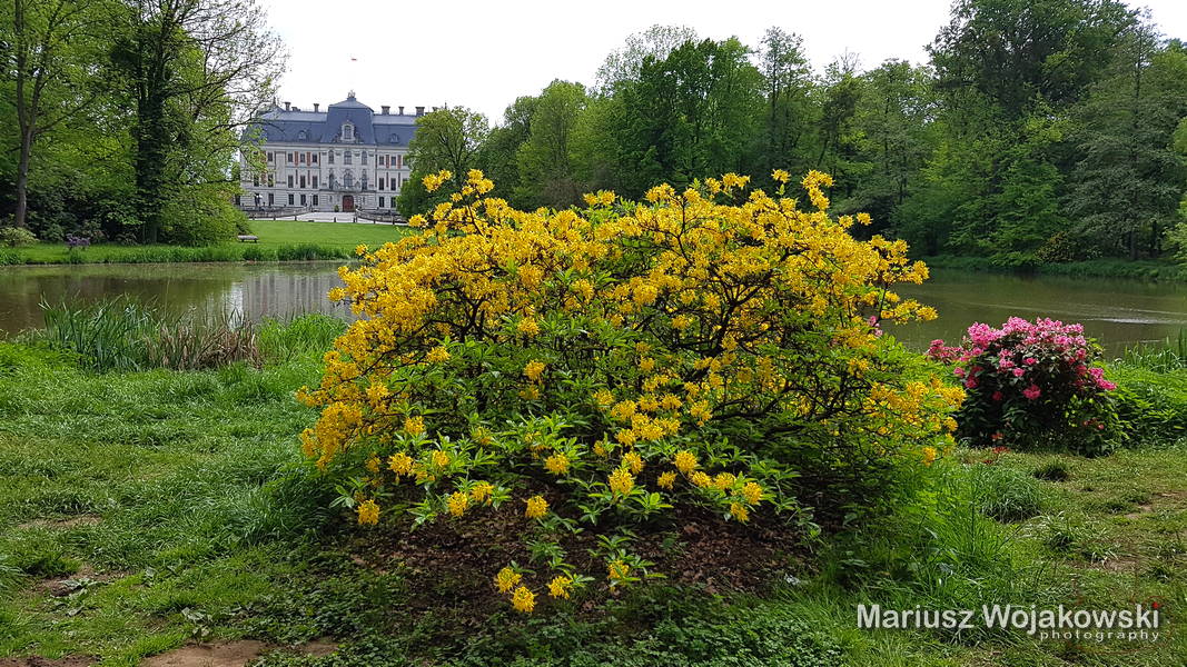 mt_gallery: Park Pszczyński a tym razem azalie w przerwie..