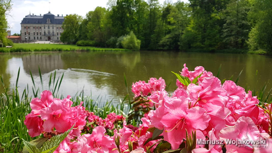 azalie w Parku Pszczyńskim...