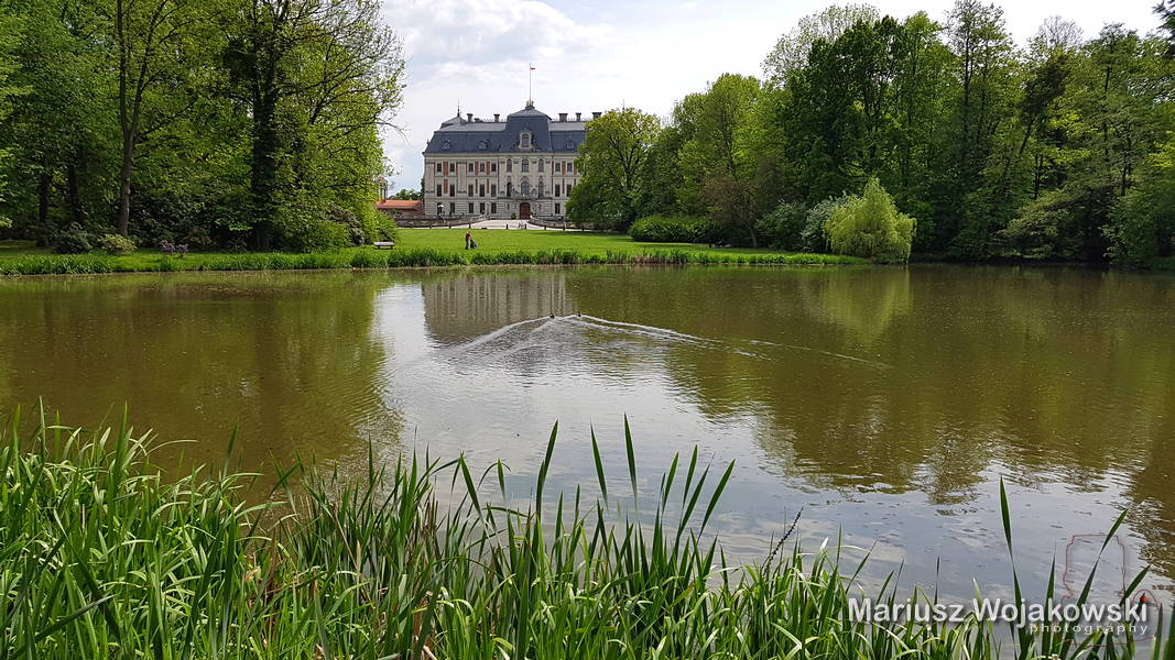azalie w Parku Pszczyńskim...