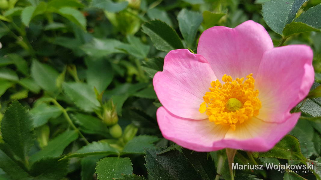 mt_gallery: wreszcie są