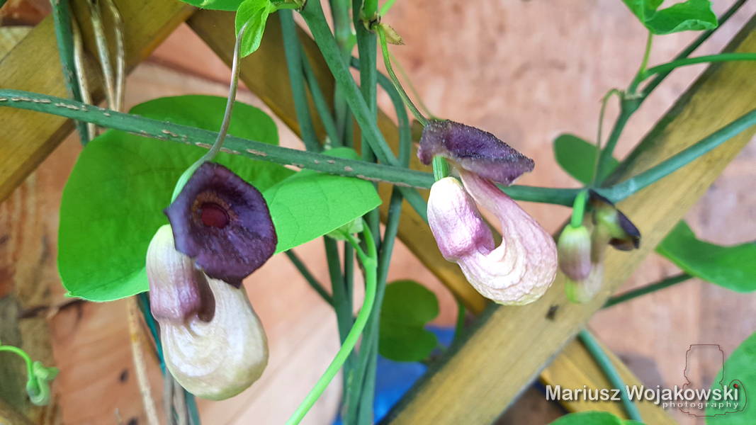 oczekiwani pierwsi zasiedleńcy...