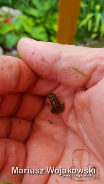 mt_gallery: poranni mieskańcy