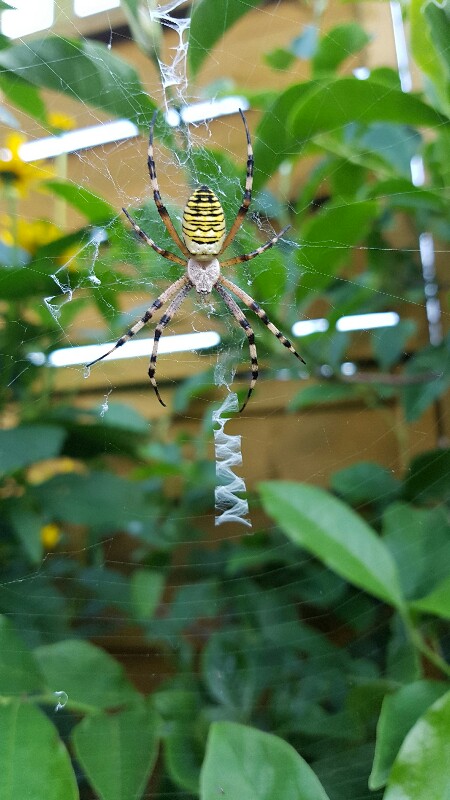 mt_gallery:nowy lokator