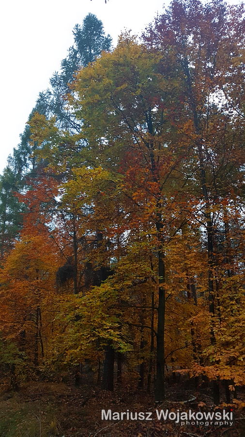 mt_gallery: wieczorny las paprocański 