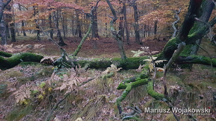 ciemno coraz ciemniej