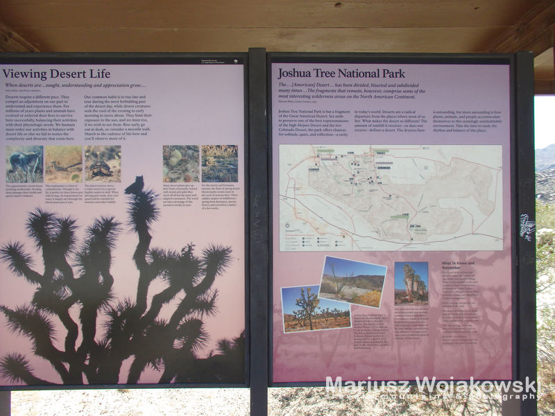 Joshua Tree NP