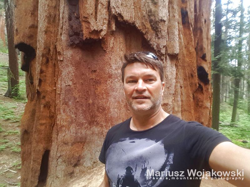mt_gallery: Giant Forest