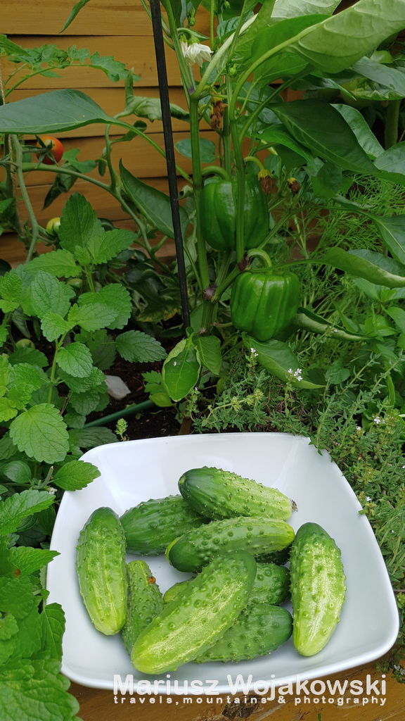 nie ma to jak własne