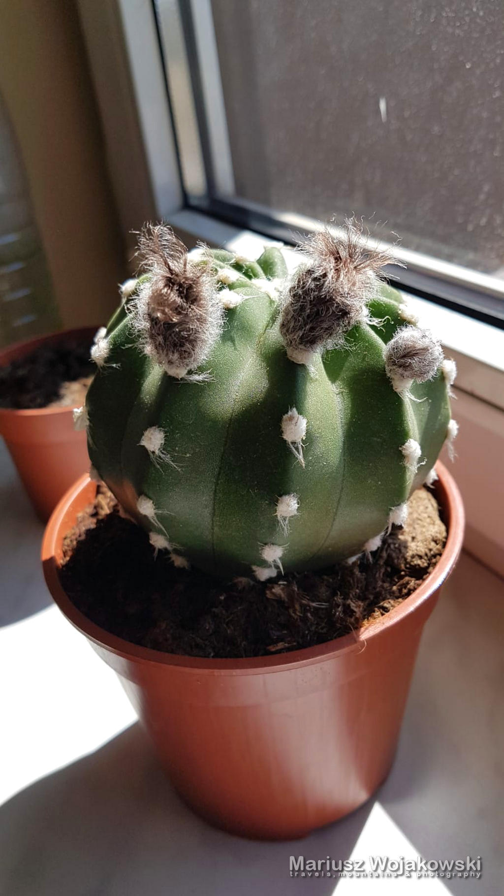 mt_gallery: kwitnący kaktus