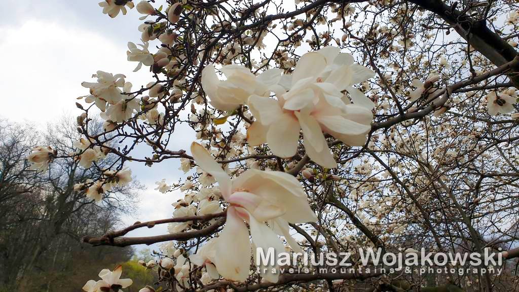 Pszczyna magnolie