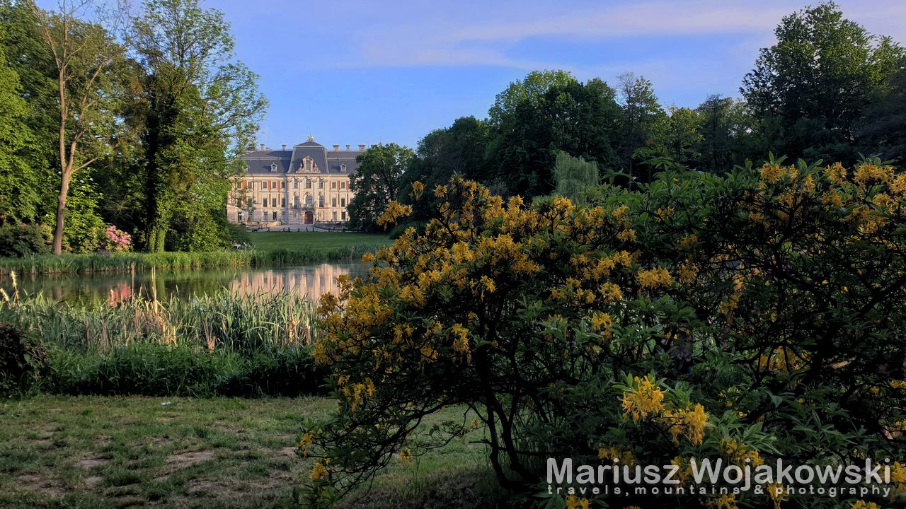 Rododendrony i azalie w Parku Pszczyńskim