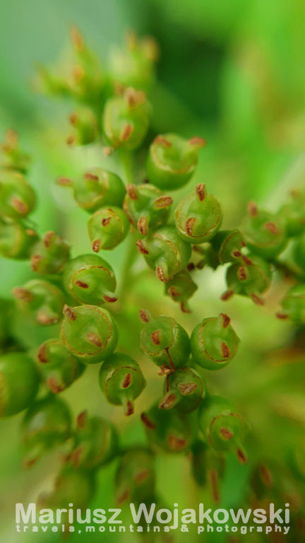 mt_gallery: pierwsze makro w ogródku