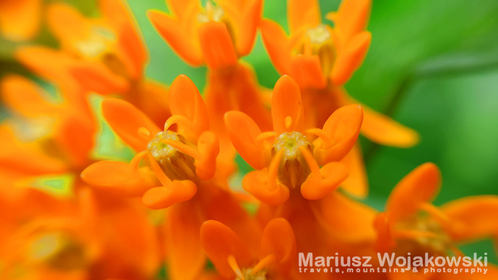 Przystawka makro do telefonu