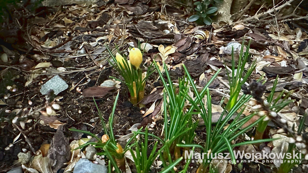 202302 oznaki wiosny 2