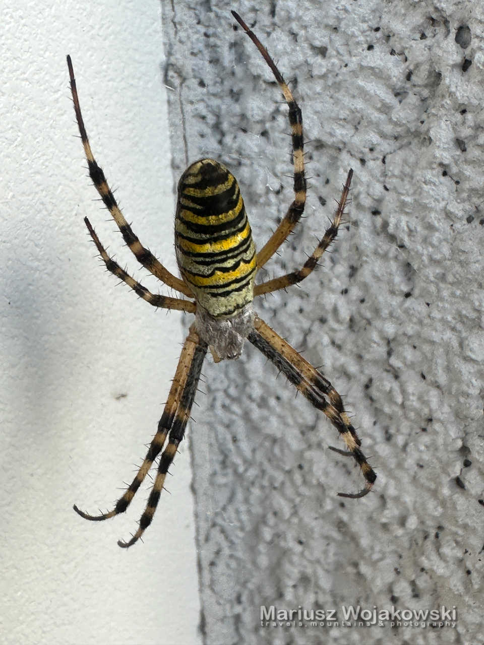 Znowu pojawił się u mnie tygrzyk