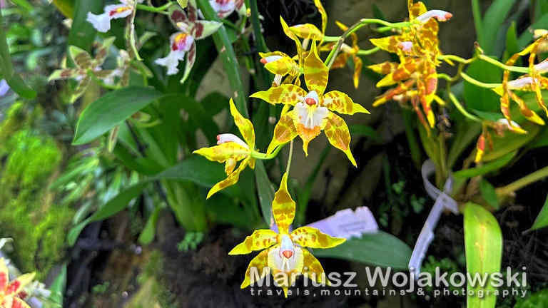 Storczyki w ogrodzie botanicznym uczta dla koneserów.
