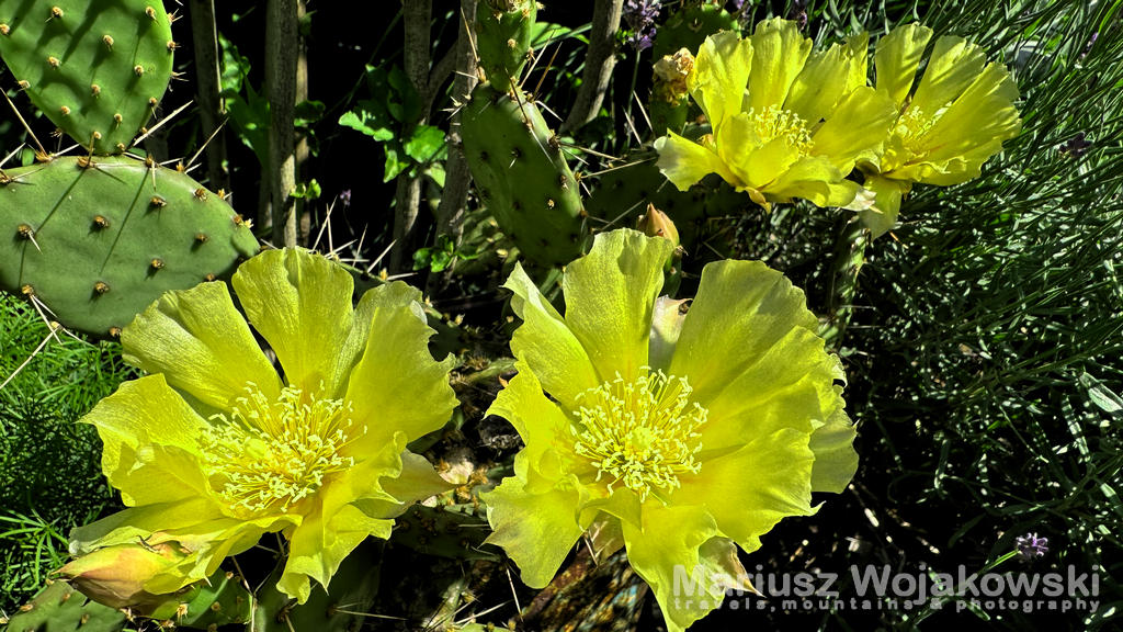 Kwitnie moja opuncja. W tym roku nie zawiodła.